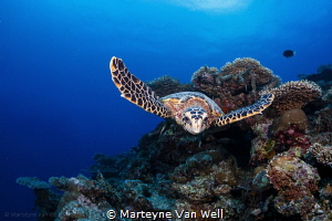 A curious hawksbill turtle taking a look at the dome port by Marteyne Van Well 